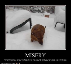 funny-dog-pictures-misery-privates