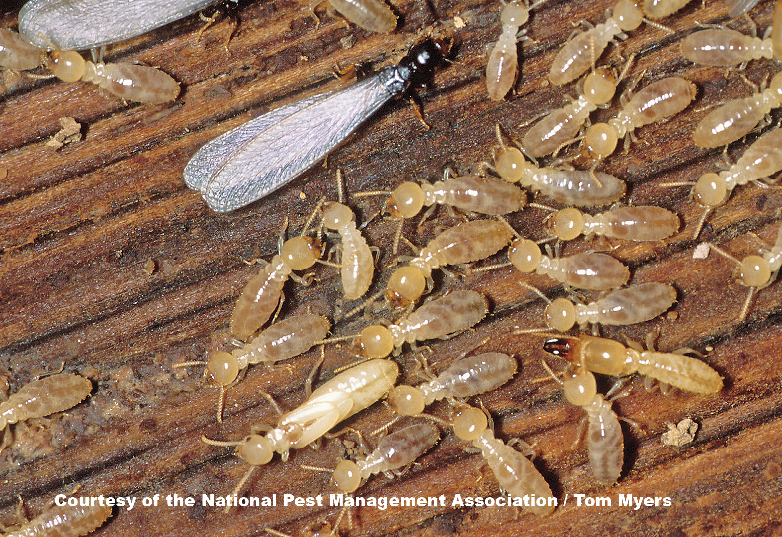 are there more termites this year?